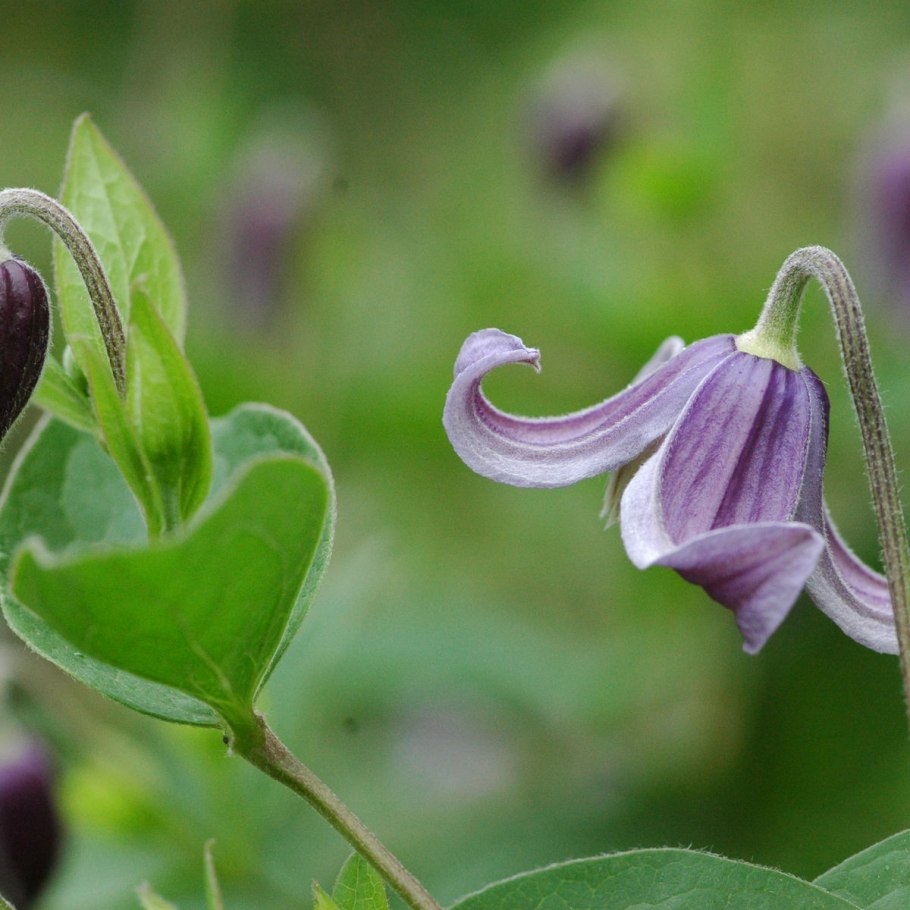 Клематис Фасцинейшн