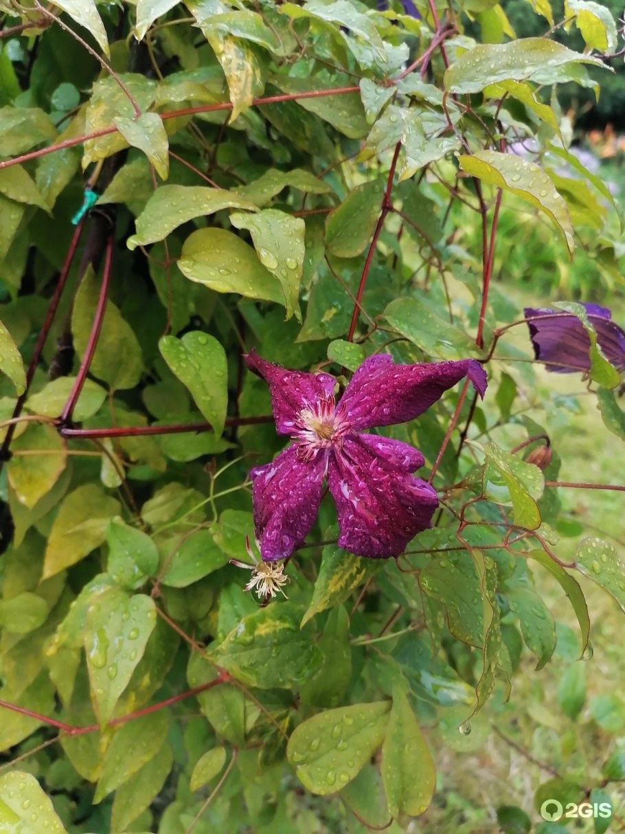 Прострел видовой УЗКОЛЕПЕСТНЫЙ (Турчанинова)