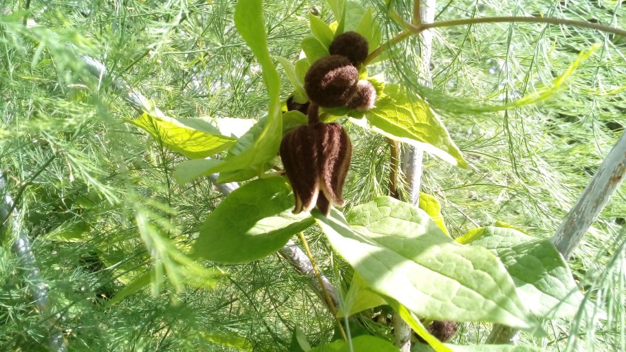 Клематис бурый