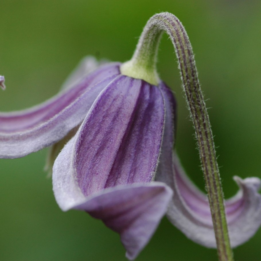 Клематис fascination