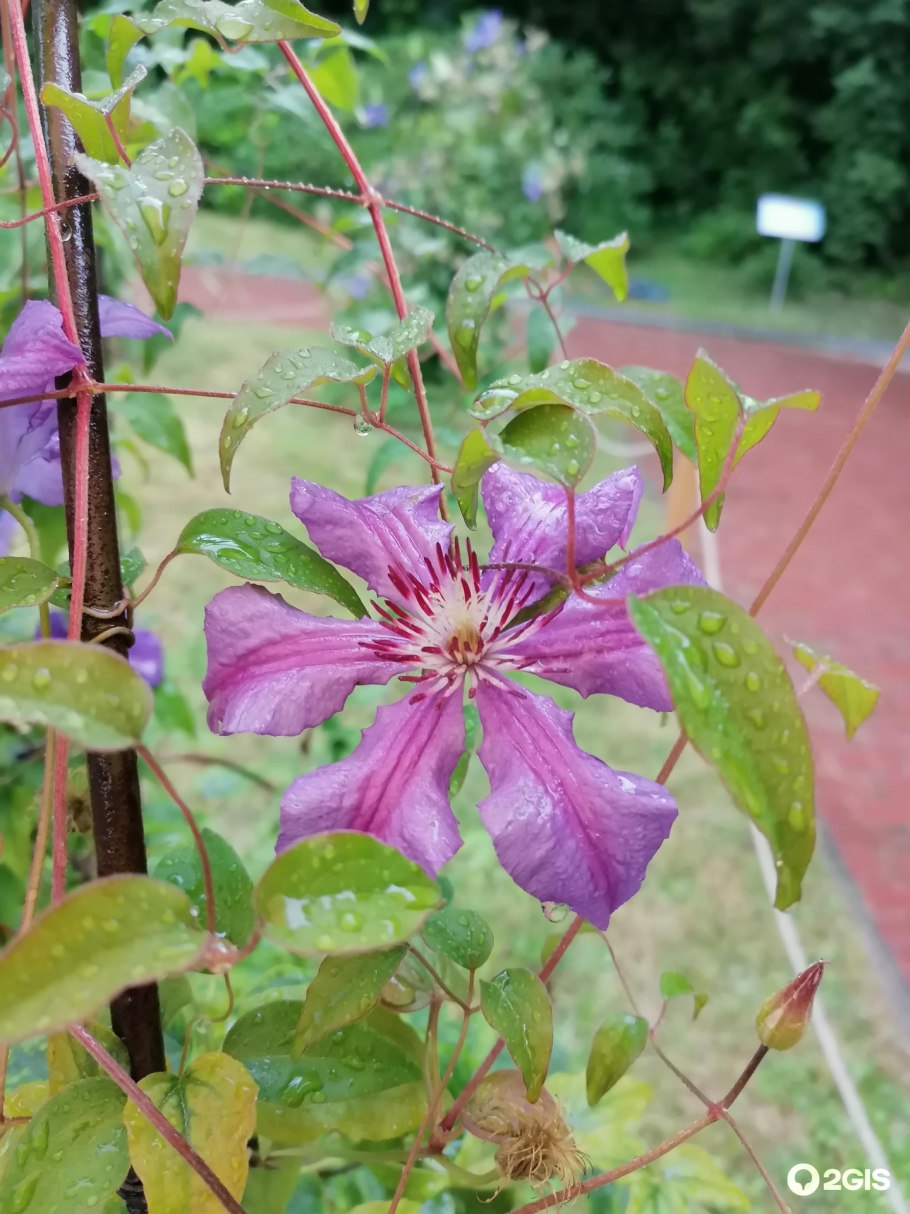 Клематис recta