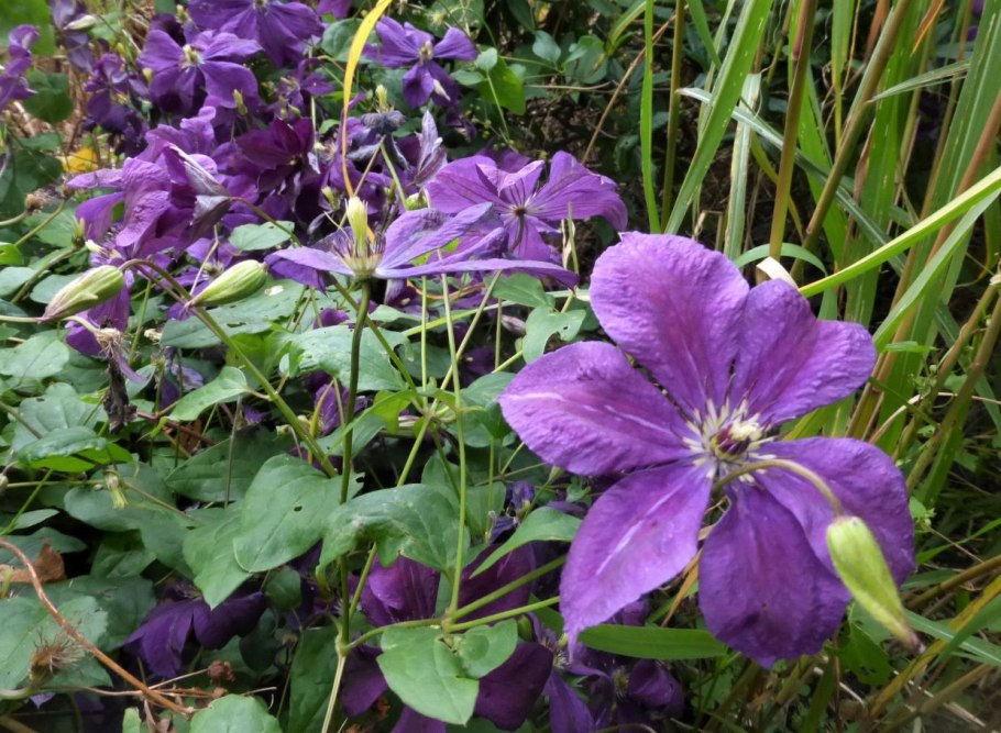 Ломонос на Лохе