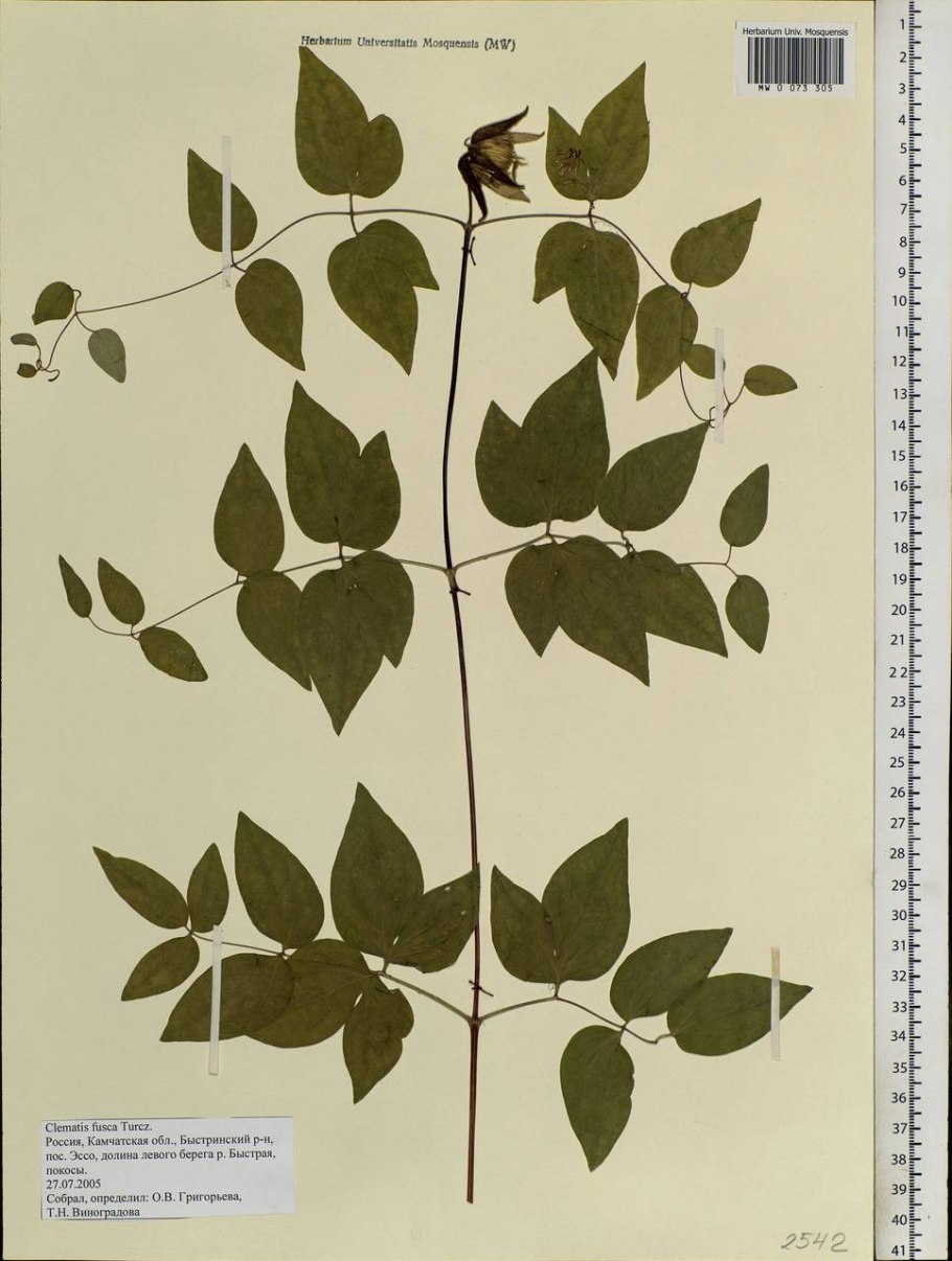 Клематис Камчатский Fusca