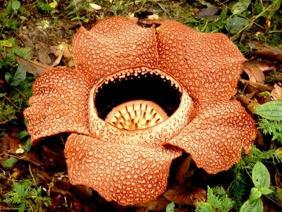 Раффлезия Арнольди