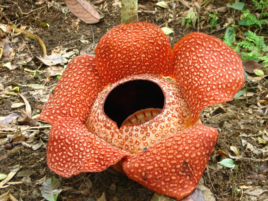 Раффлезия Арнольди (Трупная Лилия