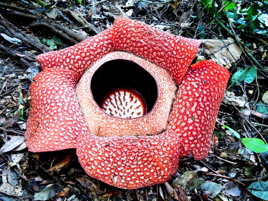 Раффлезия Арнольди Rafflesia arnoldii