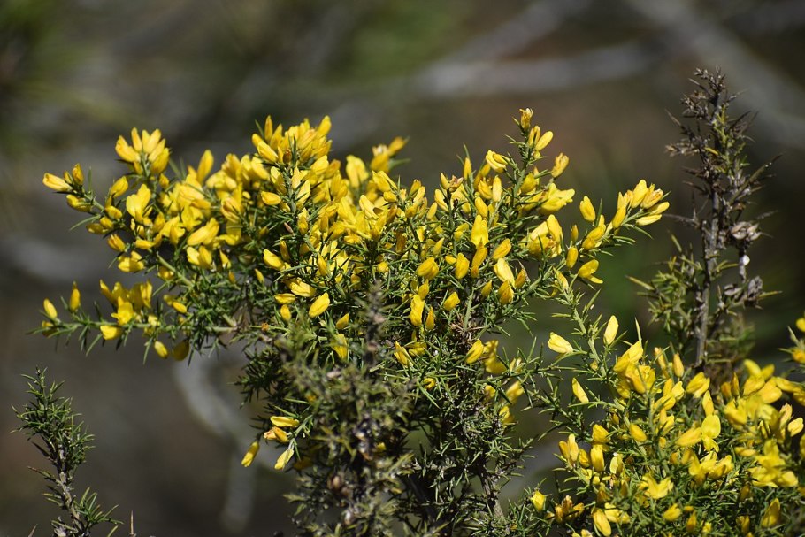 Утесник Европейский (колючий Дрок)