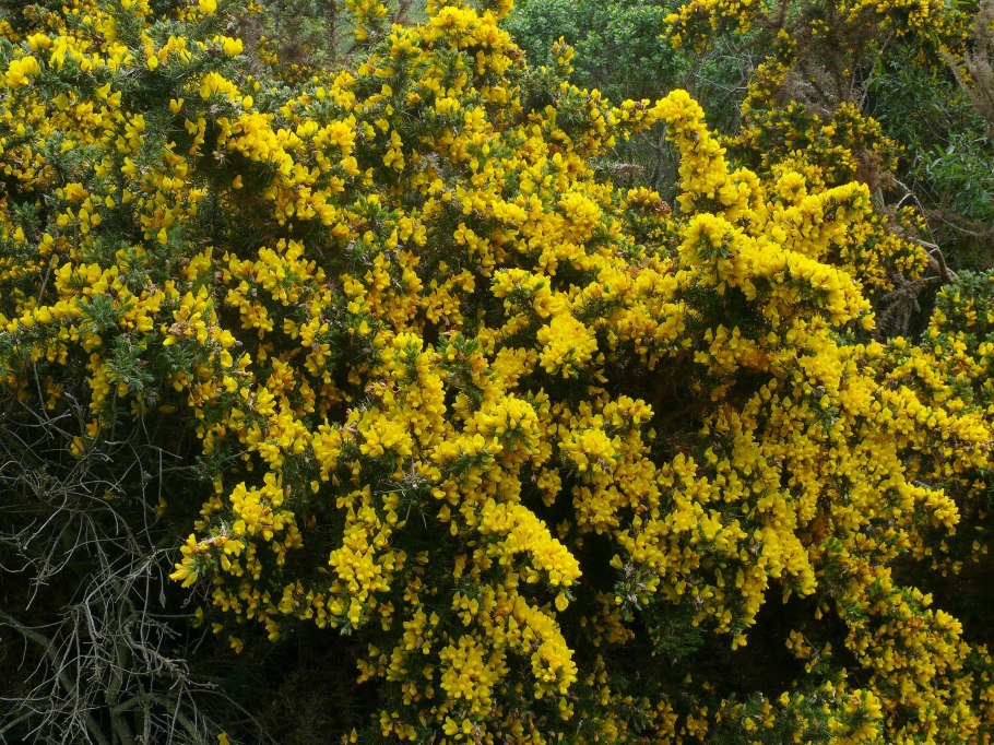 Дрок, утесник обыкновенный