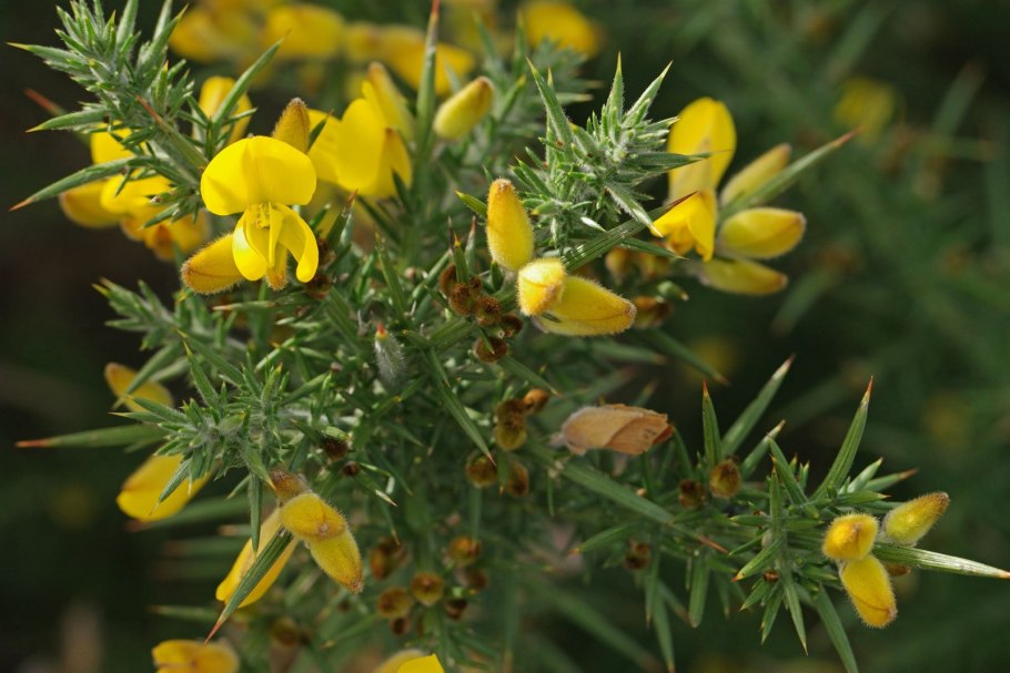 Улекс малый