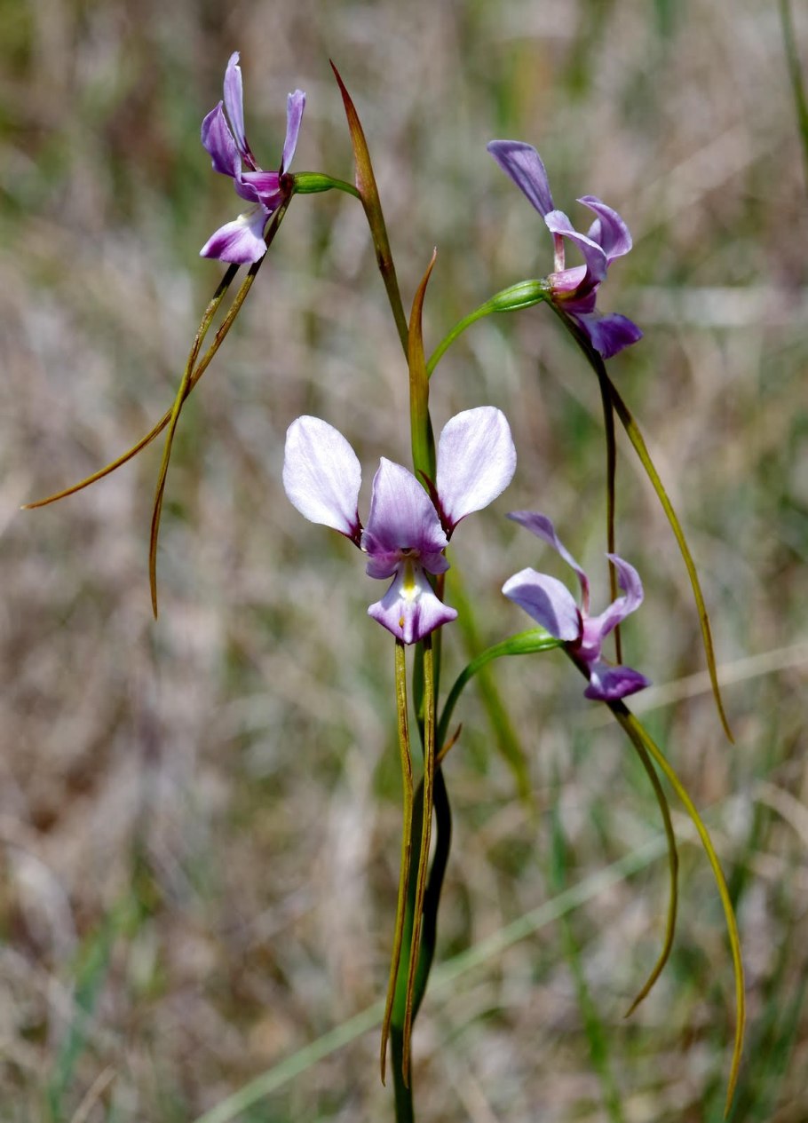 Wallpapers Diuris amplissima