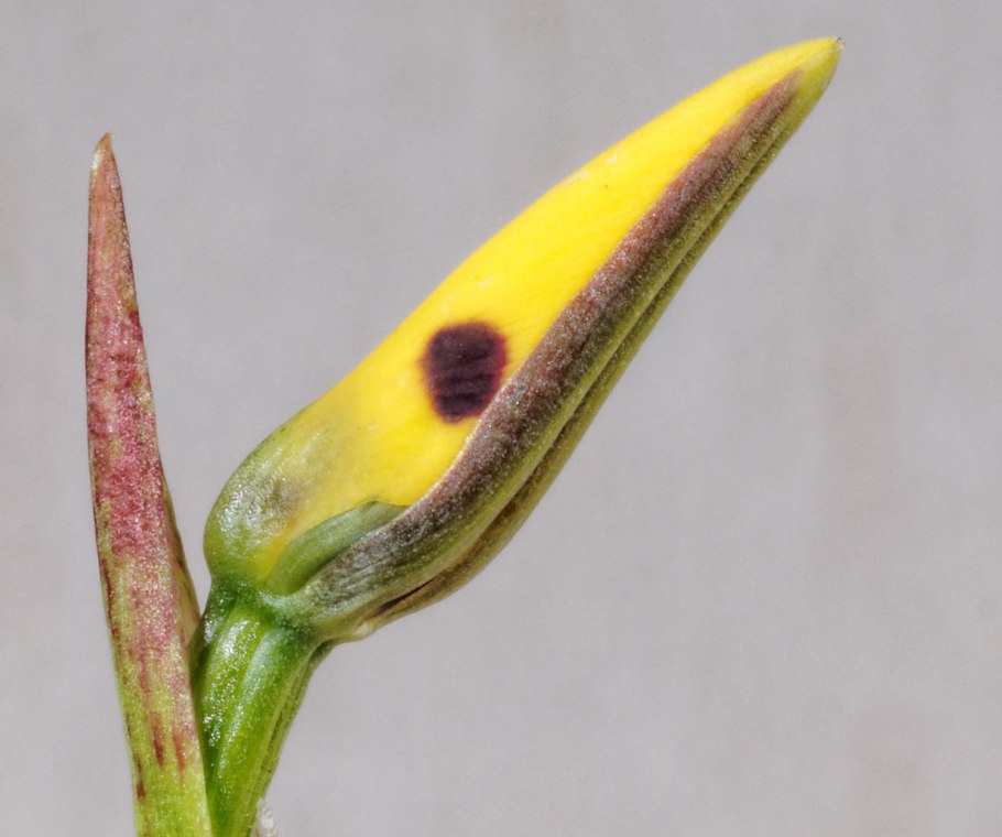 Орхидея Еллоу слип