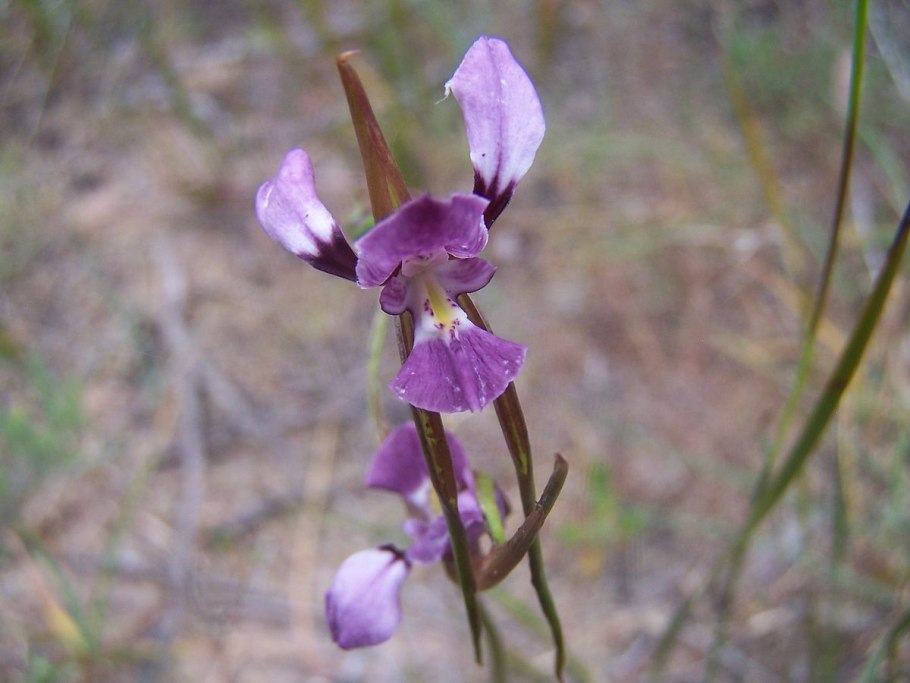 Wallpapers Diuris amplissima
