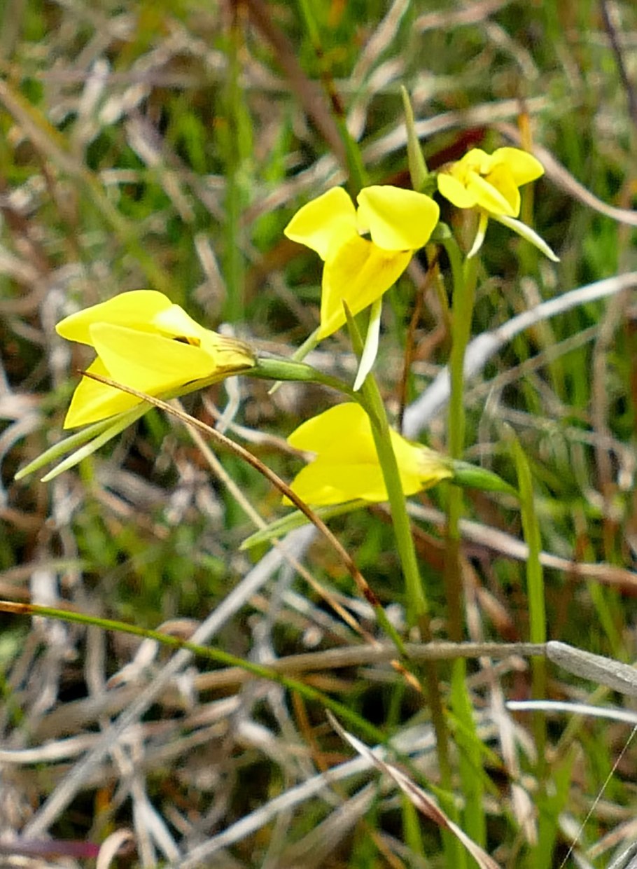 Эндемики Германии
