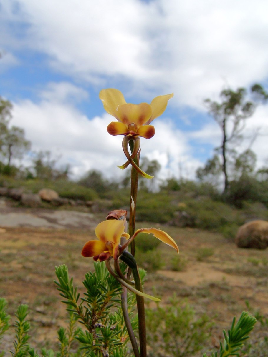 Wallpapers Diuris amplissima