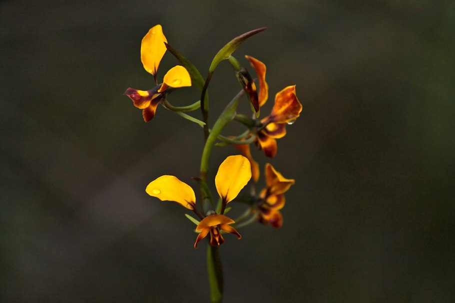 Wallpapers Diuris amplissima