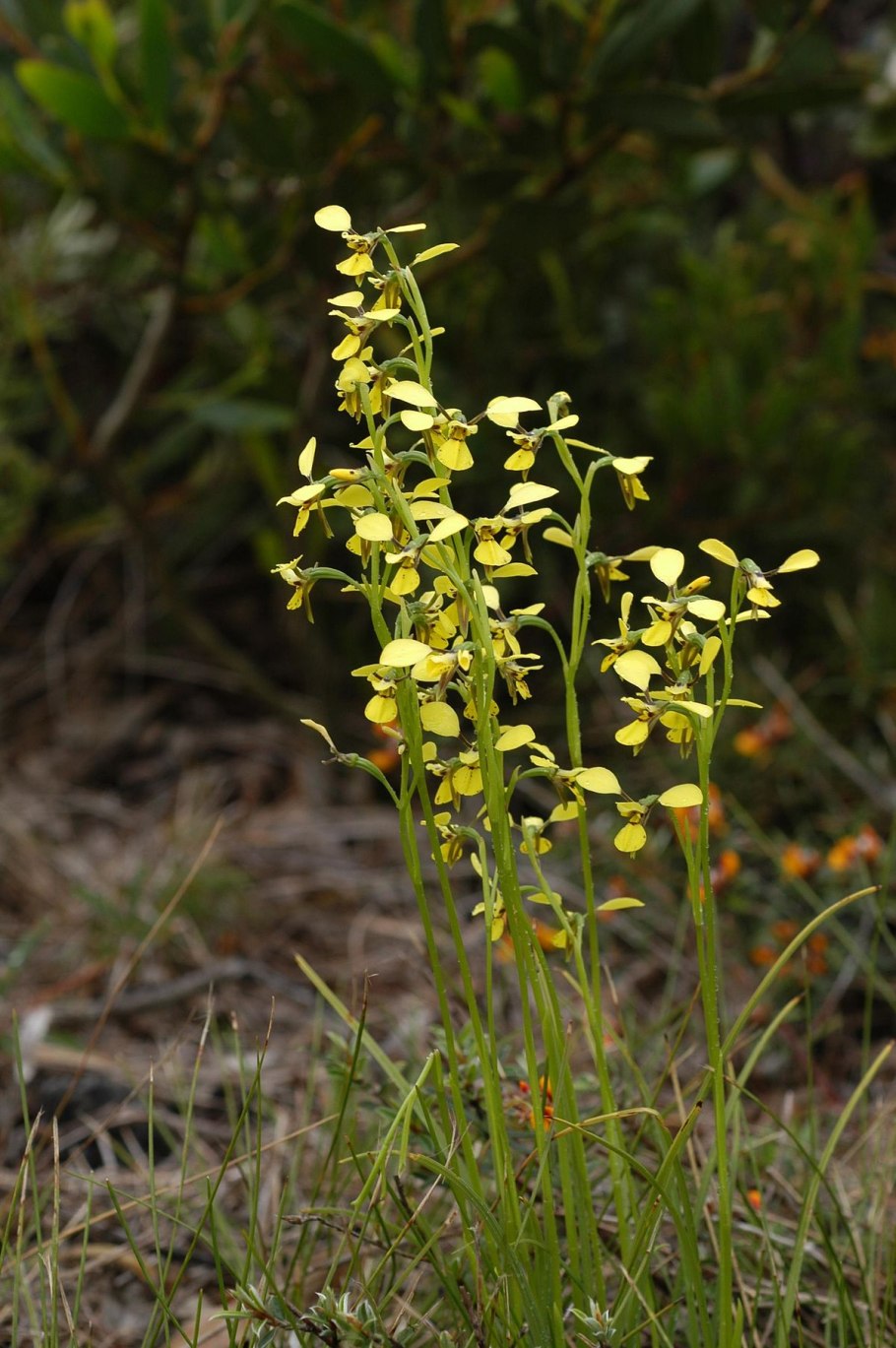 Wallpapers Diuris amplissima