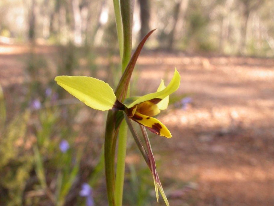 Freesia corymbosa Алтай и листья