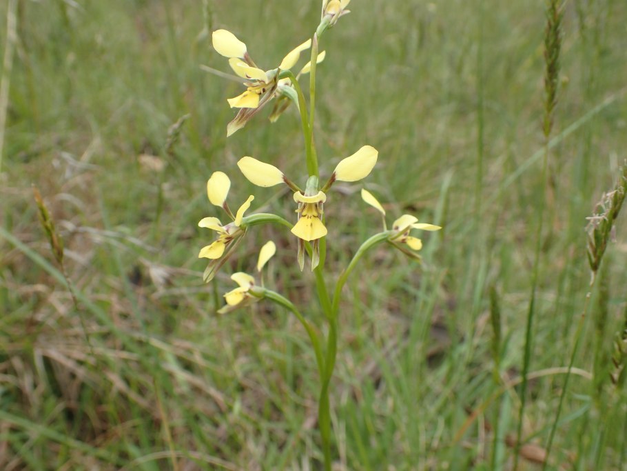 Wildflower Australia Bush