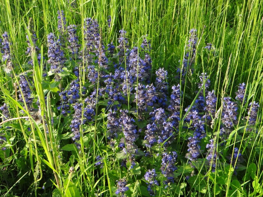 Живучка Женевская Хелена