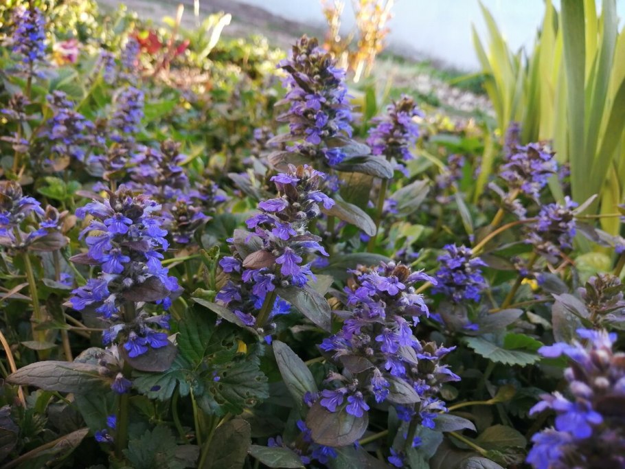 Живучка Женевская Аюга Хелена