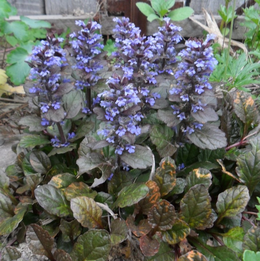 Живучка Полевая