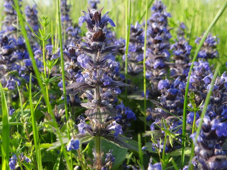Живучка Женевская (Ajuga Genevensis)