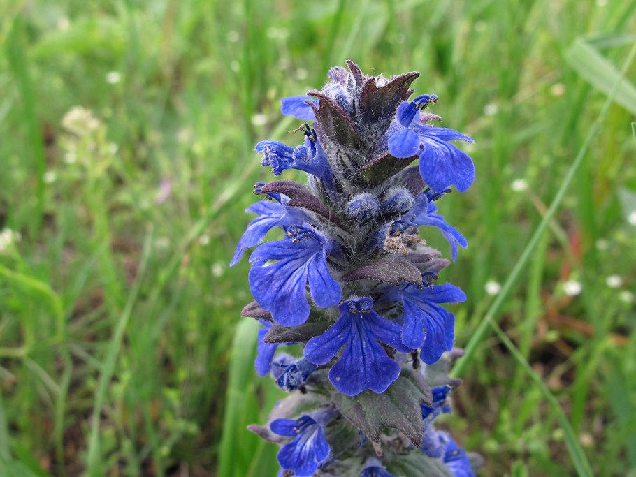 Живучка Женевская Аюга