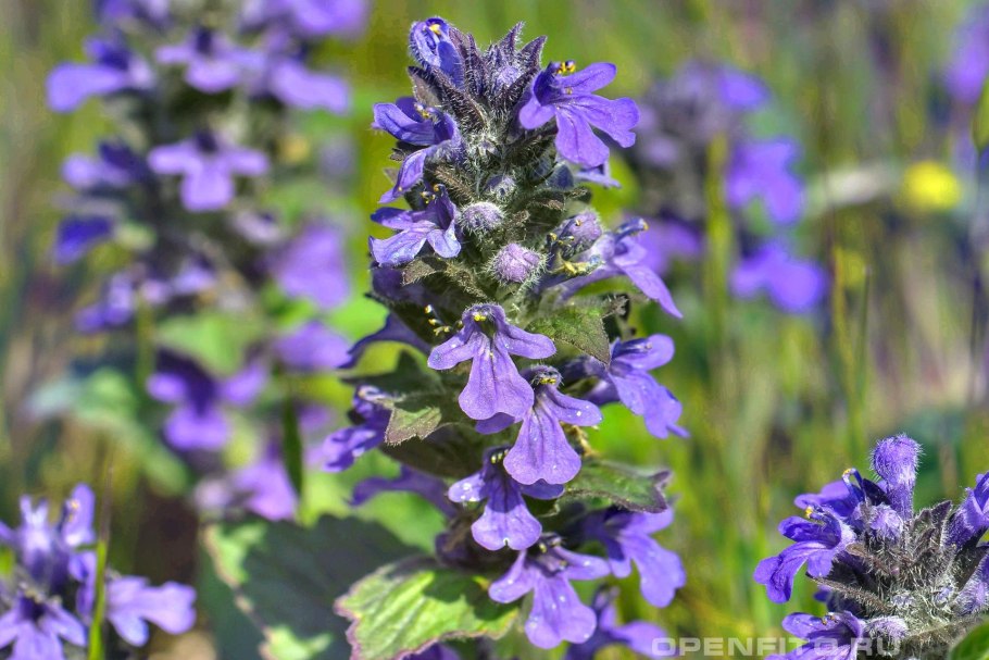 Живучка Хелена