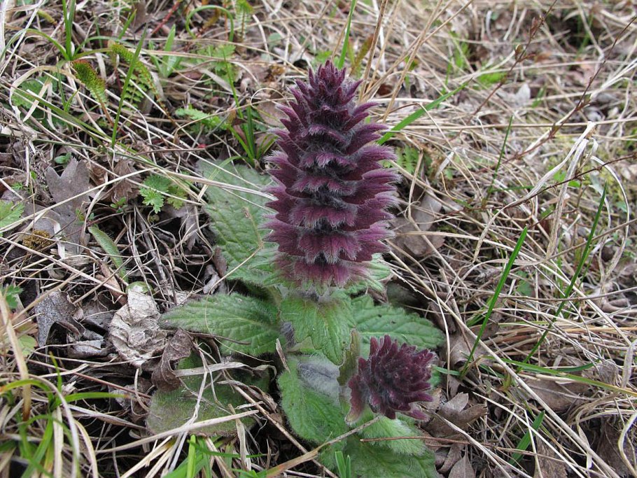 Живучка Женевская Хелена