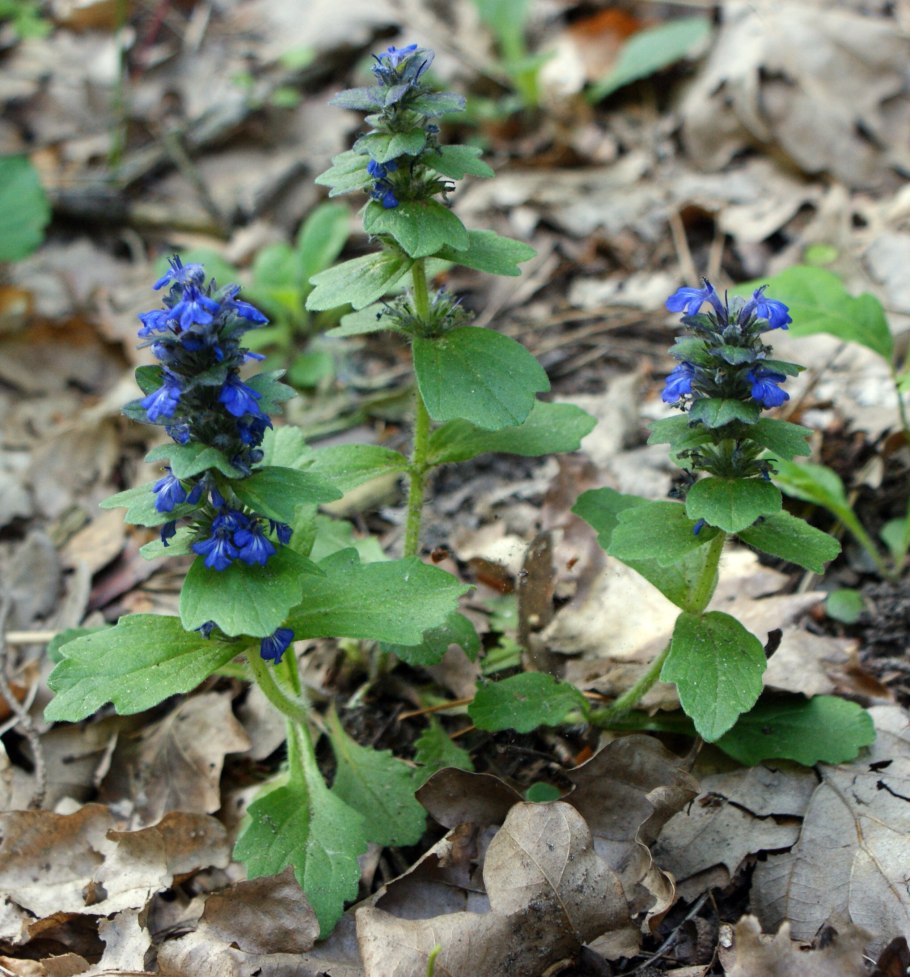 Живучка Женевская Хелена