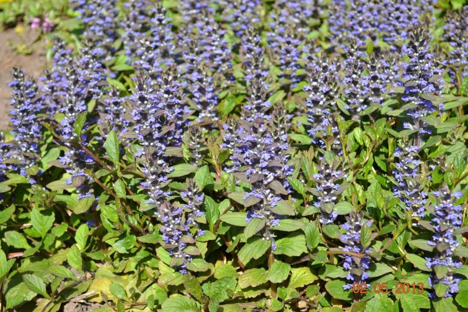 Живучка Женевская Аюга Хелена