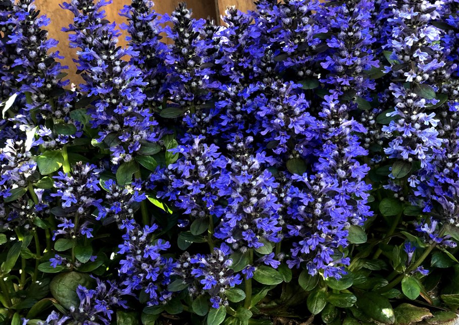 Живучка женевская хелена