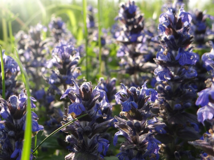 Живучка Женевская Хелена