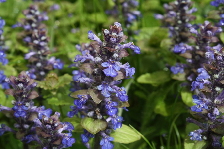 Живучка ползучая ajuga reptans