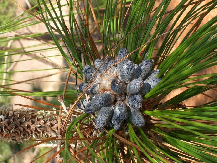 Сосна Болотная Pinus palustris
