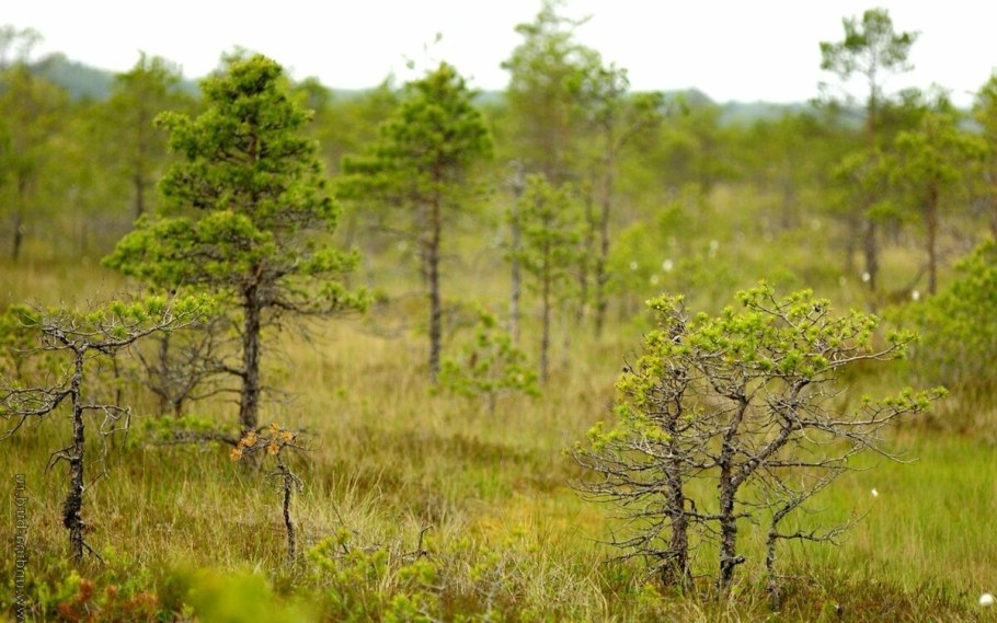 Сосна Болотная (длиннохвойная