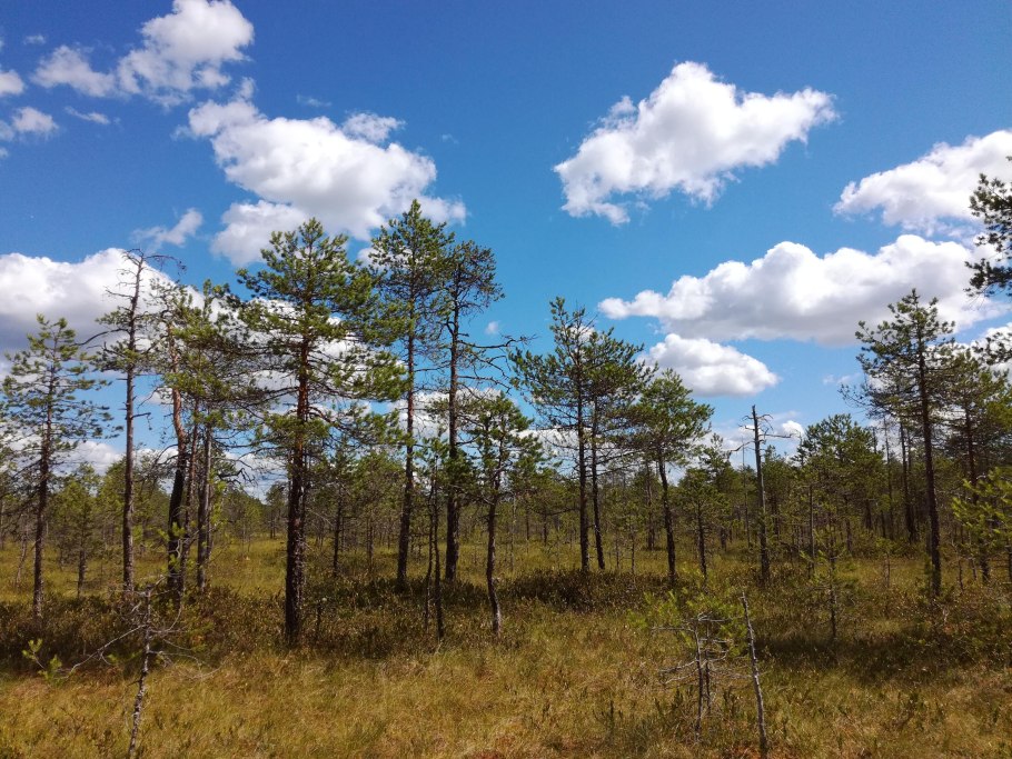 Вологодская область болотные сосны