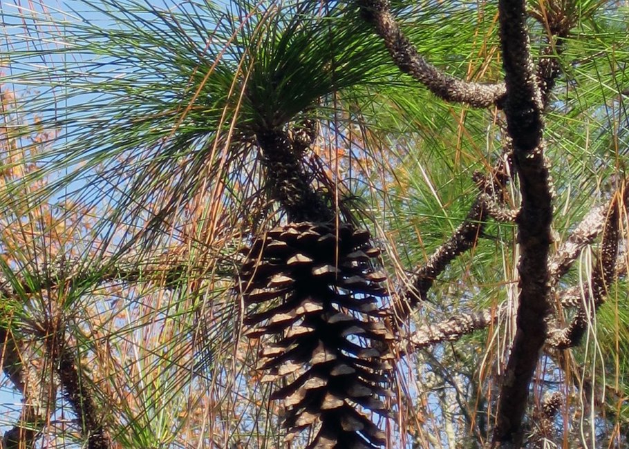 Pinus Sylvestris Pelczar