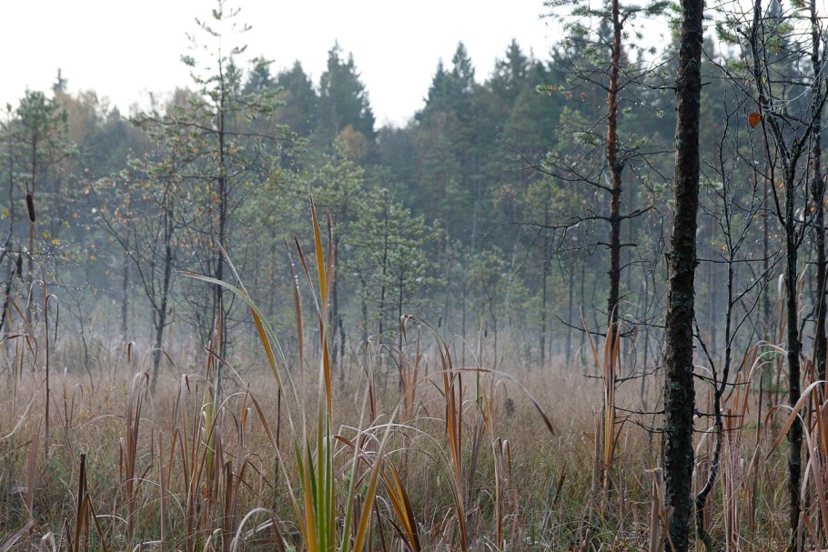 Полистовский заповедник лес