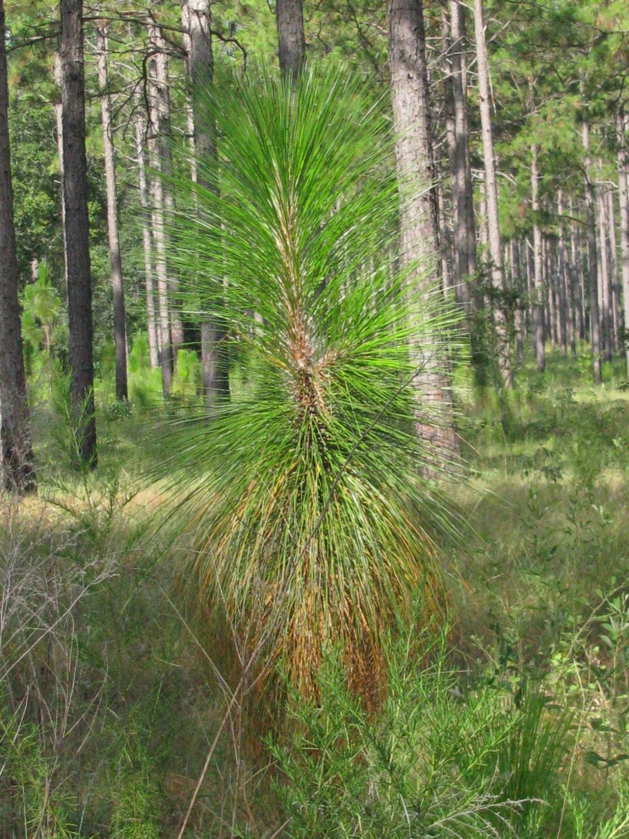 Сосна Болотная Pinus palustris