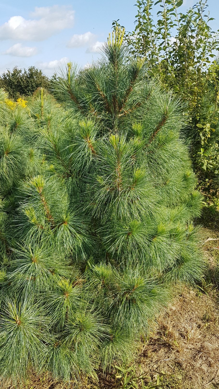 Верховые болота леса Карелии