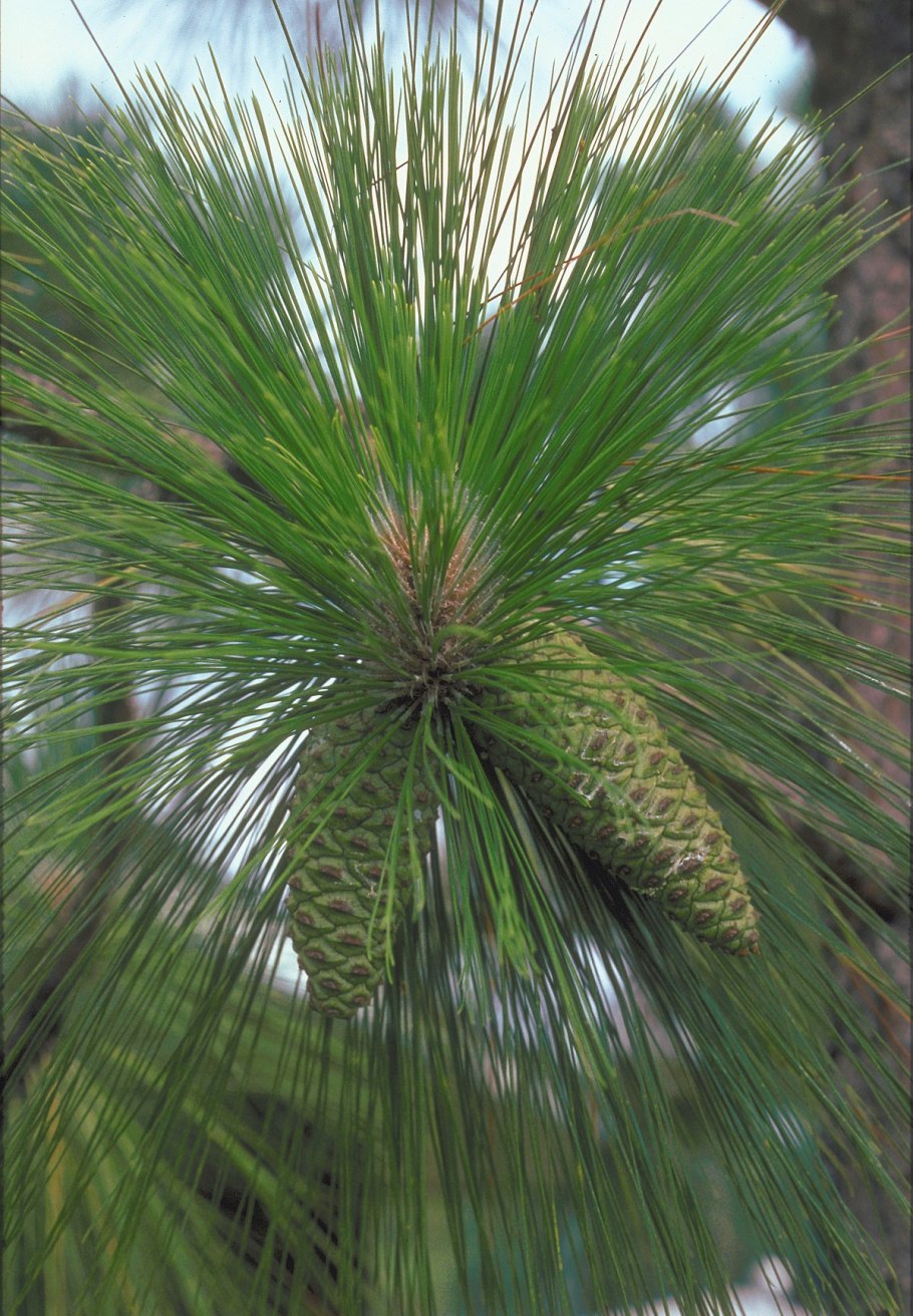 Болотная Хвойная сосна