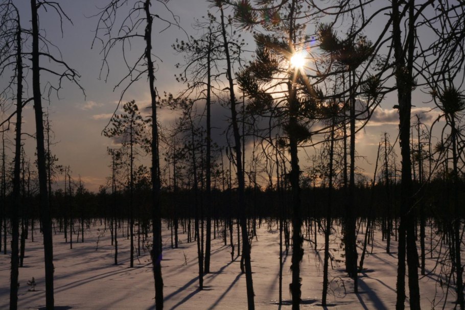 Сосна Болотная (длиннохвойная