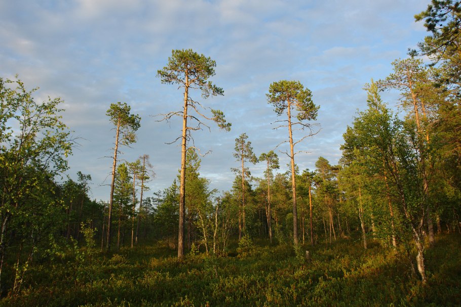 Болотный сосняк