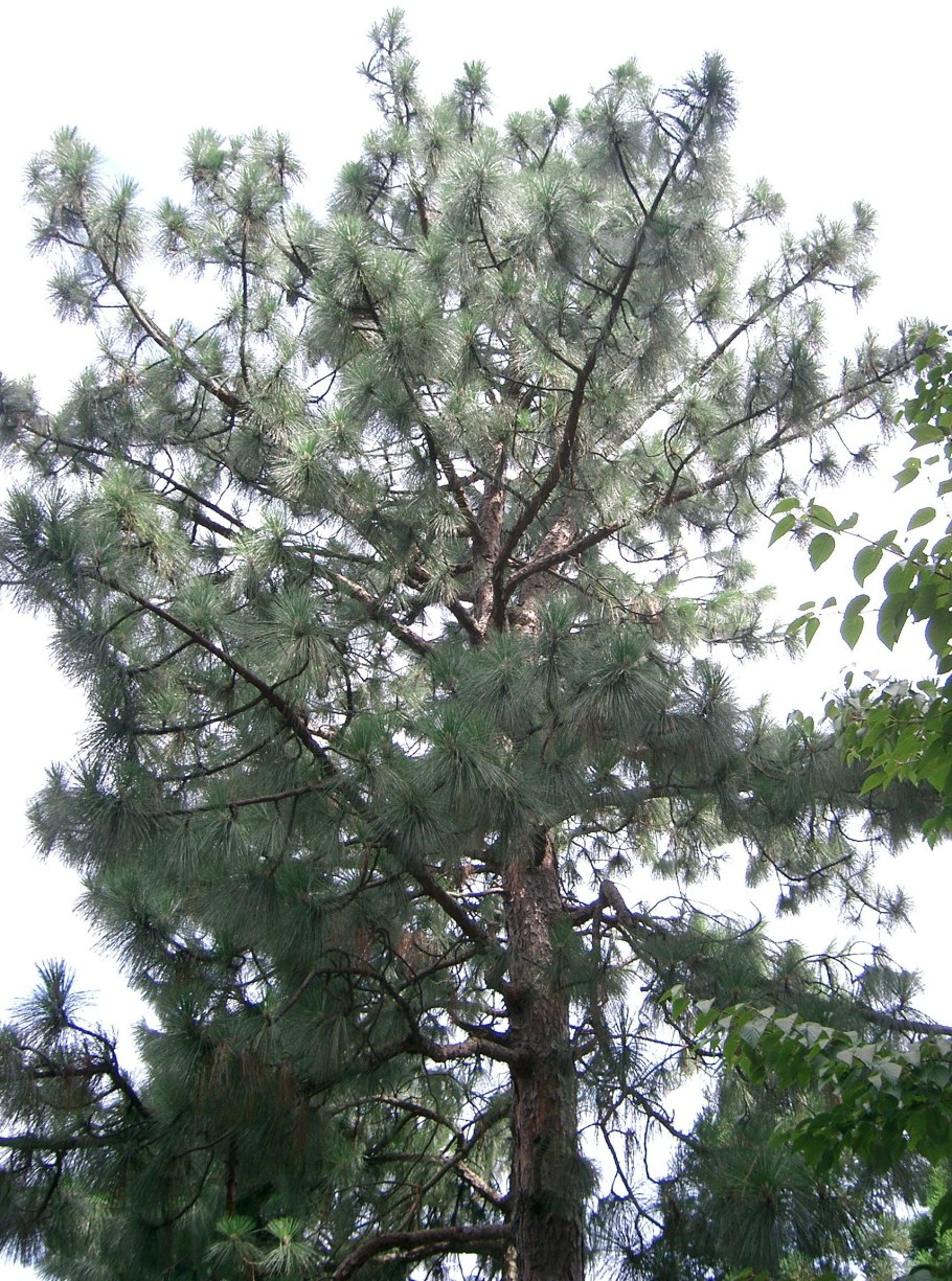 Pinus palustris tar Oil