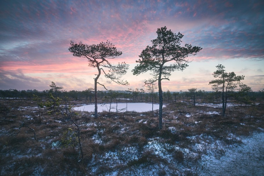 Болотные деревья на севере