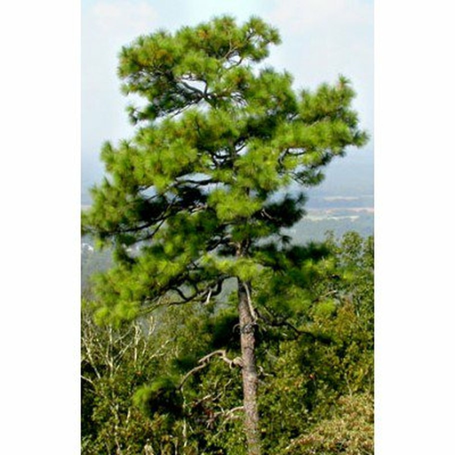 Сосна Болотная Pinus palustris