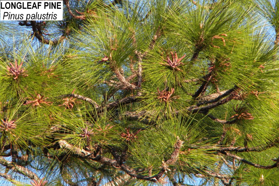 Pinus Sylvestris Jeremy