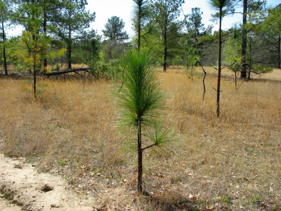 Карельская карликовая сосна