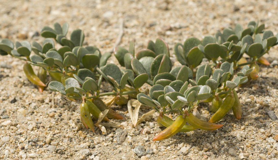 Krameria lappacea